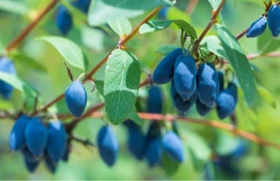 厚真町特産のハスカップの実